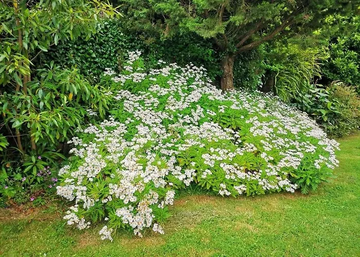 Nature - Santo Da Serra Santo Antonio da Serra